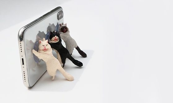 Crashkatzen Petto Bello.JPG
