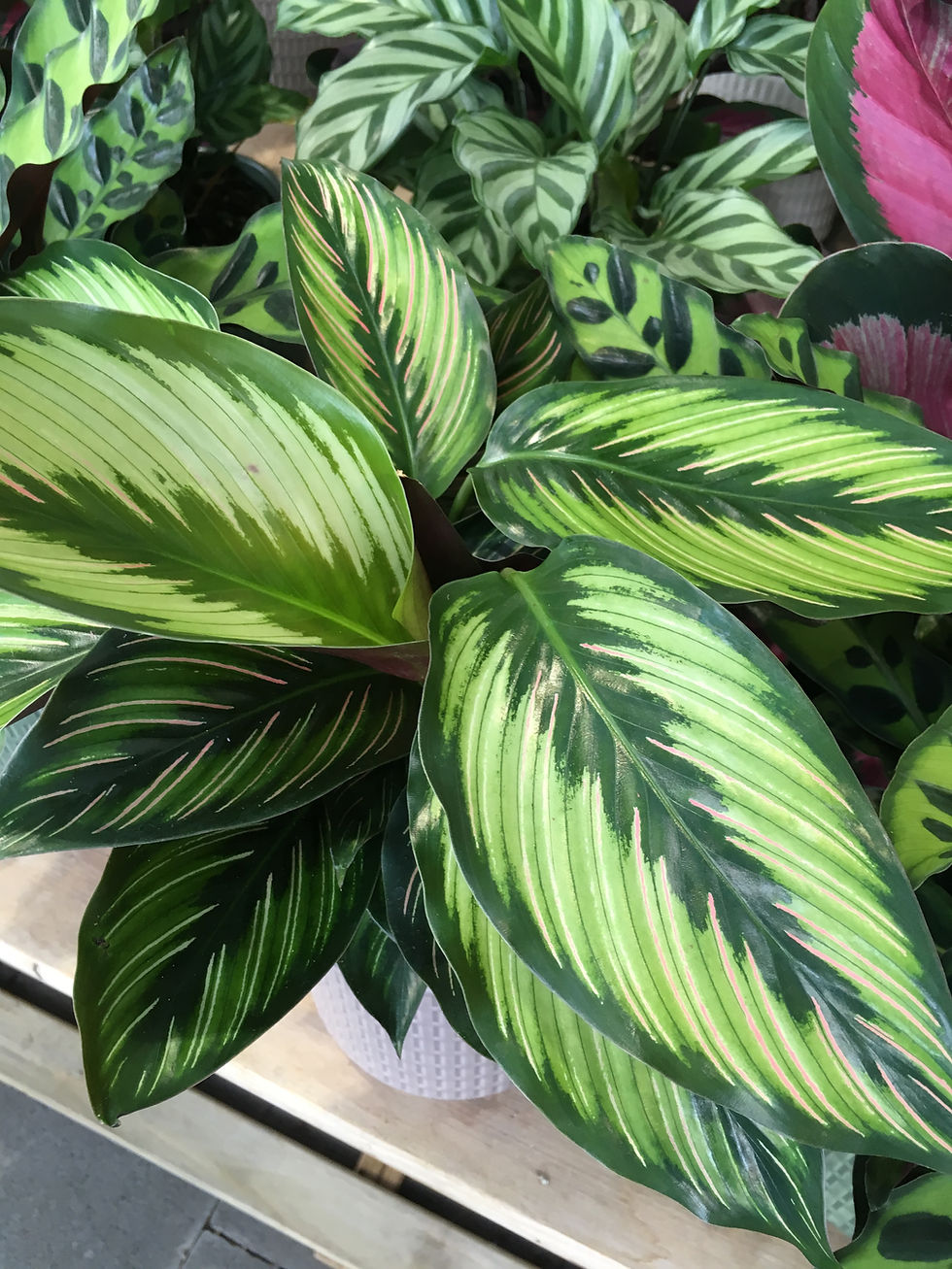Calathea 'Beauty Star'