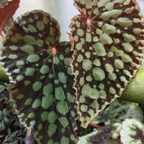 Begonia chlorosticta