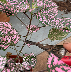 Entretien des plantes d'intérieur (nettoyage, tuteurage, taille...)