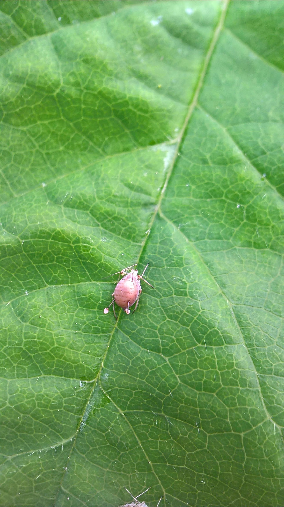 Zoom sur une momie de puceron