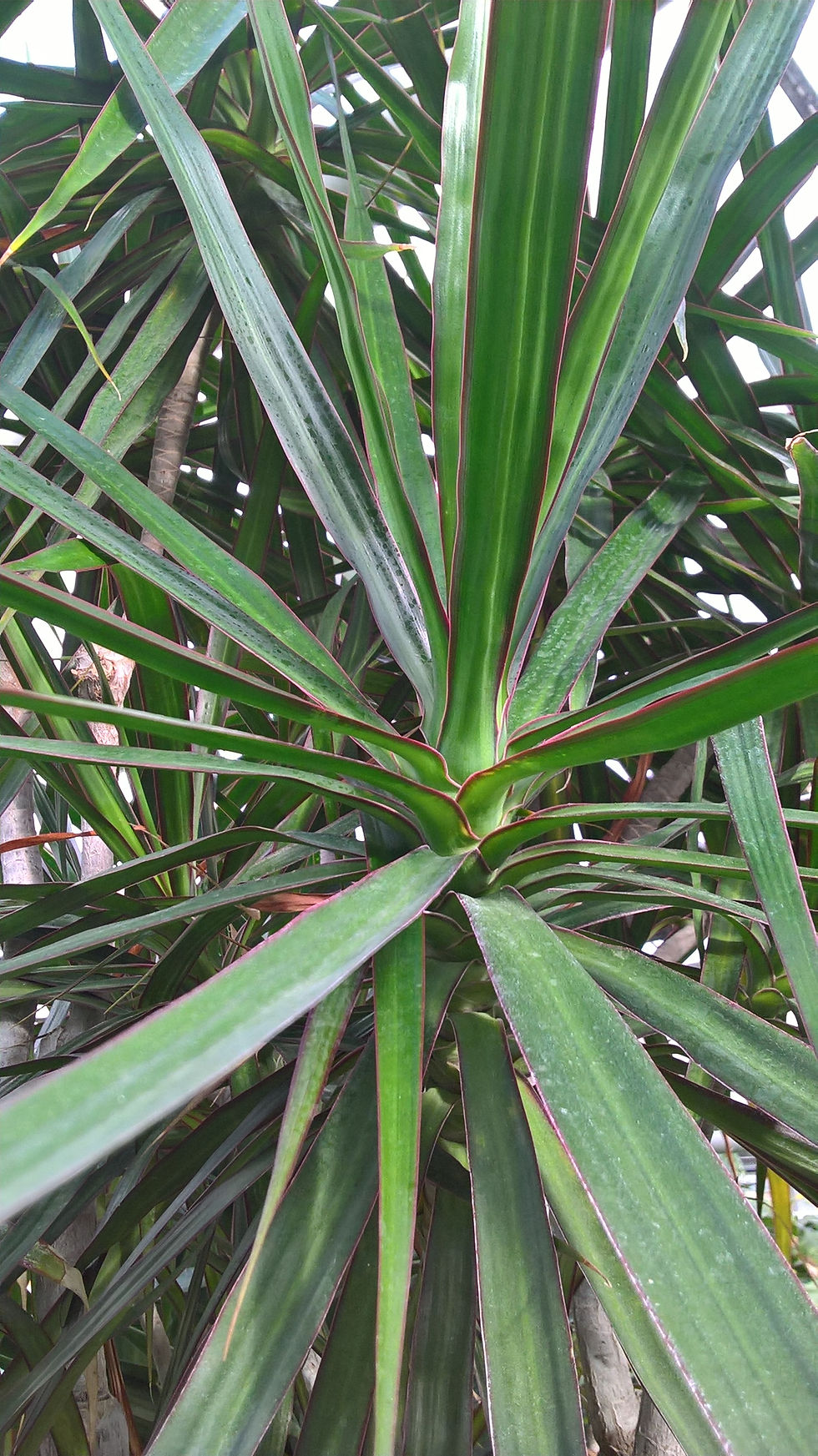 Dracaena marginata