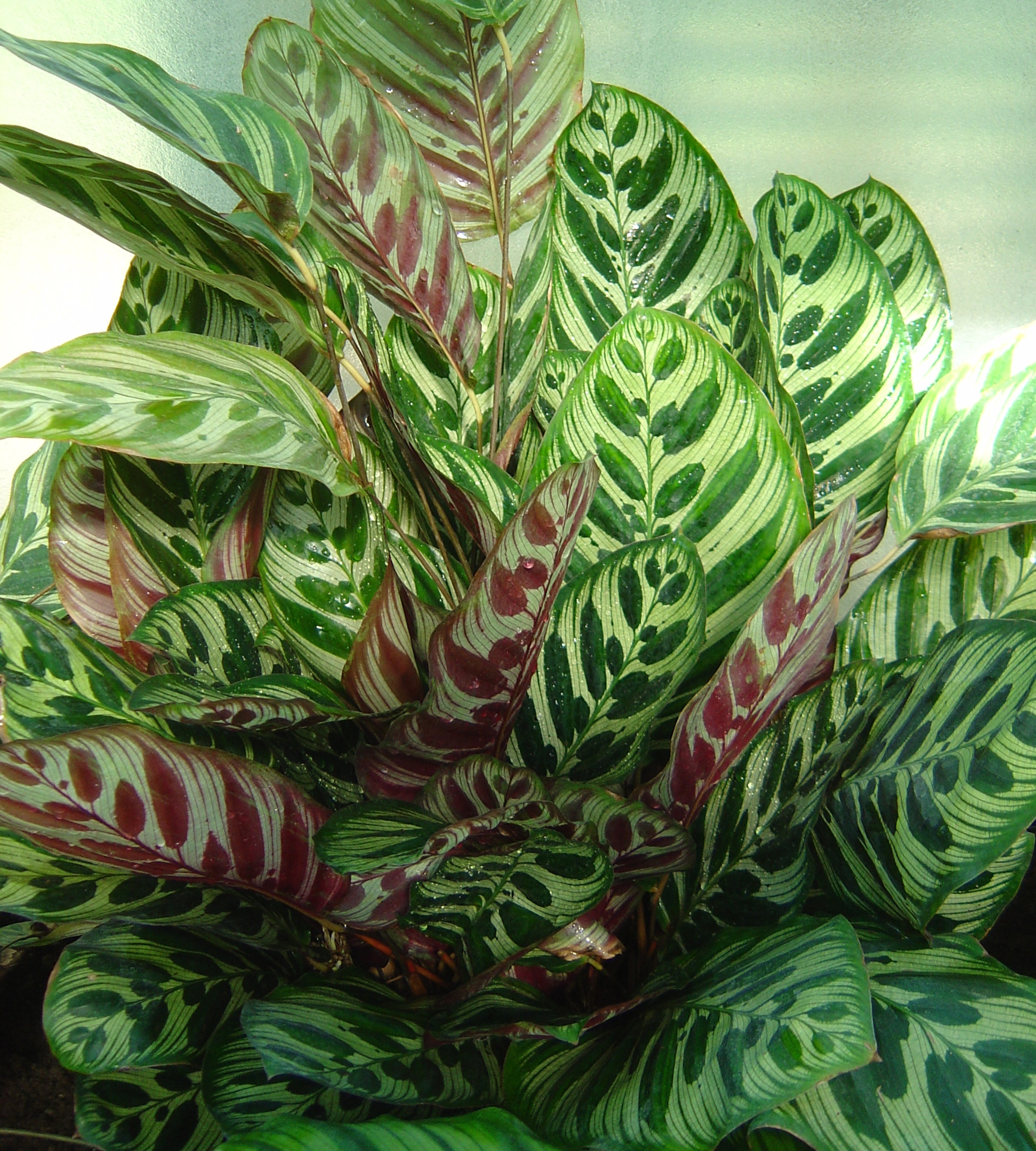 Comment cultiver une Calathea ? | La jungle de So
