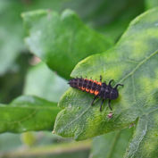 larve de coccinelle (Harmonia quadripunctata)