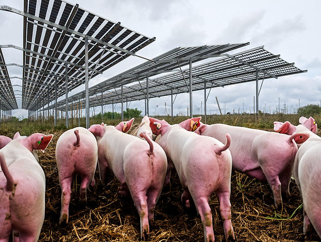 AgriPV_PomePV-XL-Schweine#2 Kopie.jpg
