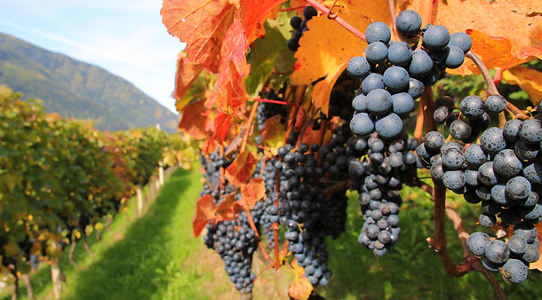 unser Zweigelt kurz vor der Ernte