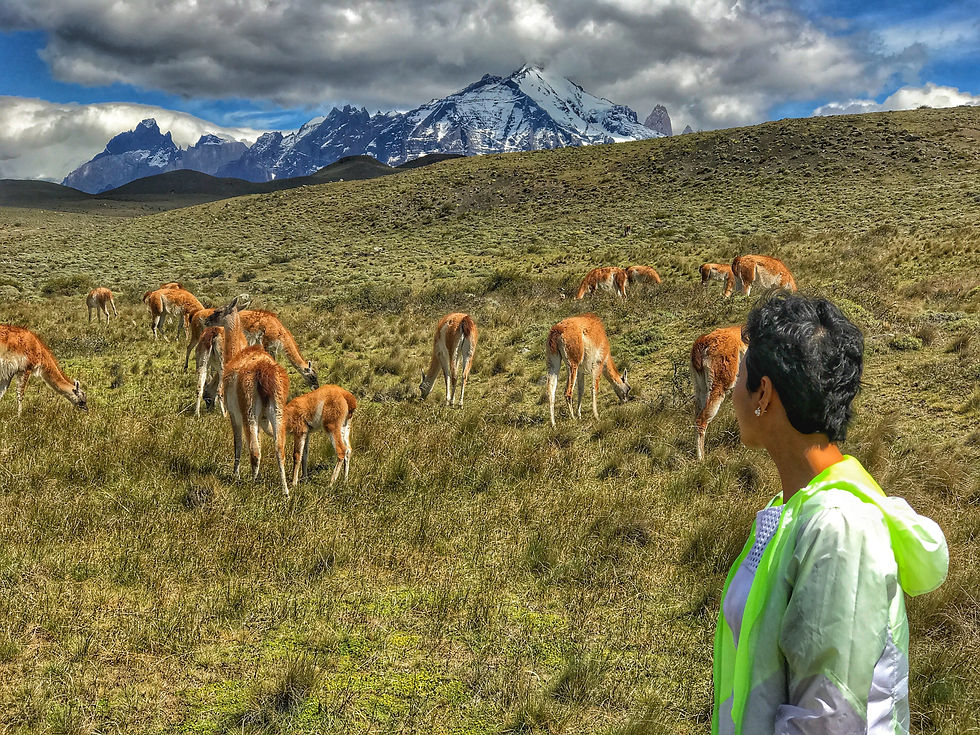 Sarmin gazes at a serene herd of guanacos grazing in the expansive and breathtaking landscape of Chilean Patagonia, with snow-capped mountains towering in the background under a dramatic sky.