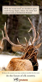 Future of Elk Country Weeds.JPG