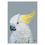 Thumbnail: Sulphur-Crested Cockatoo Print