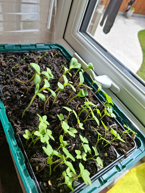 Seedlings growing
