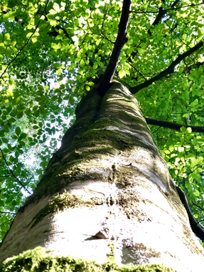 Grounding emotions with Tree allies