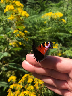 The shift- preparing to emerge like a beautiful butterfly resting on a hand