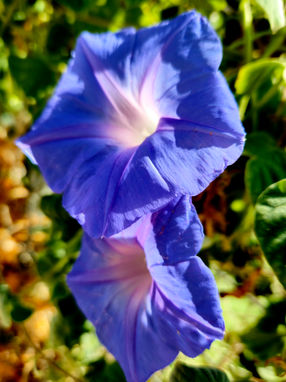 Moonflower blooming in sunshine