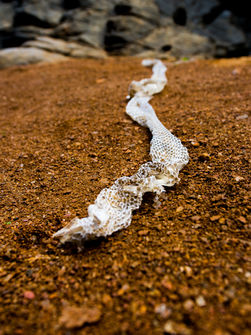 A long snake skin that has been shed on gravel.