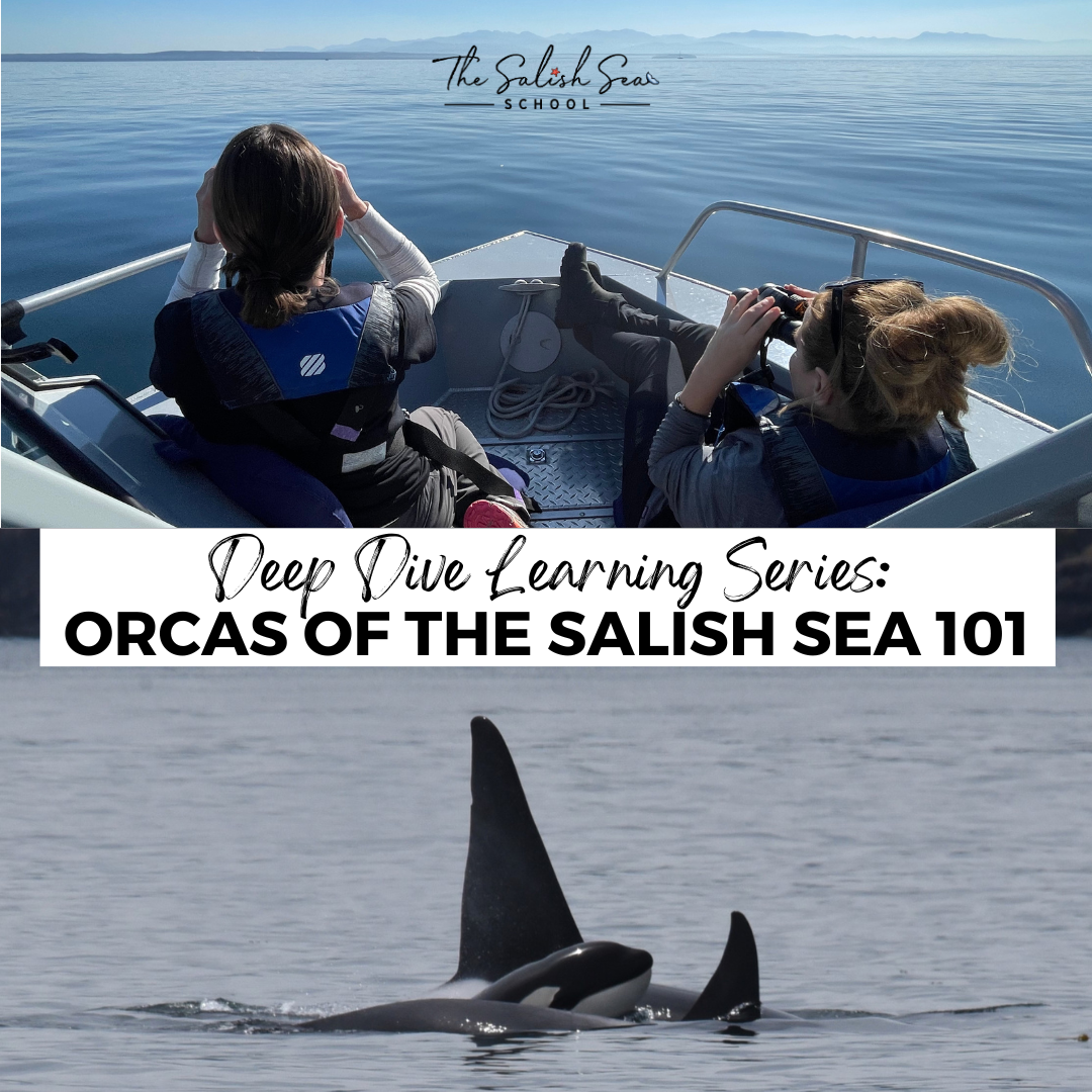 Orcas of the Salish Sea - Fall (ADULT) | Salish Sea School