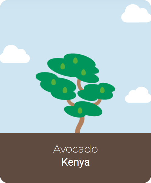 Avocado