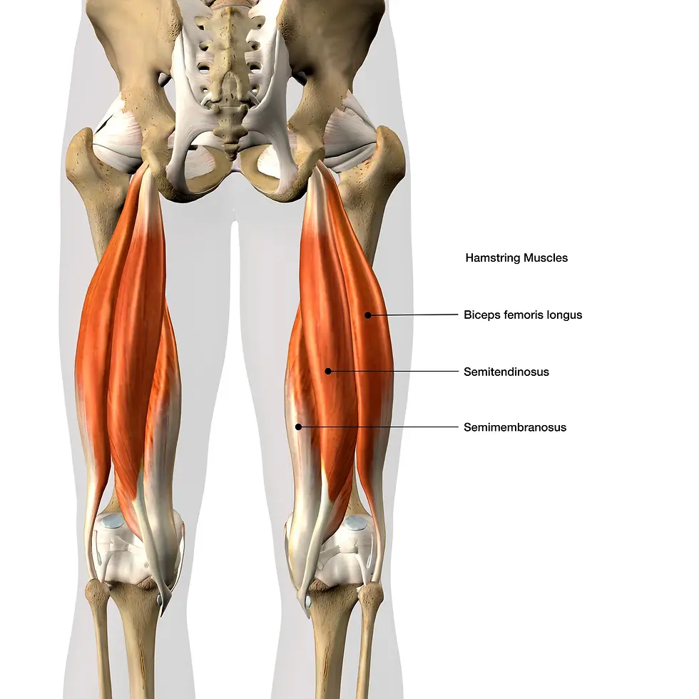 hamstring muscle anatomy