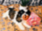 website pup pic.jpg