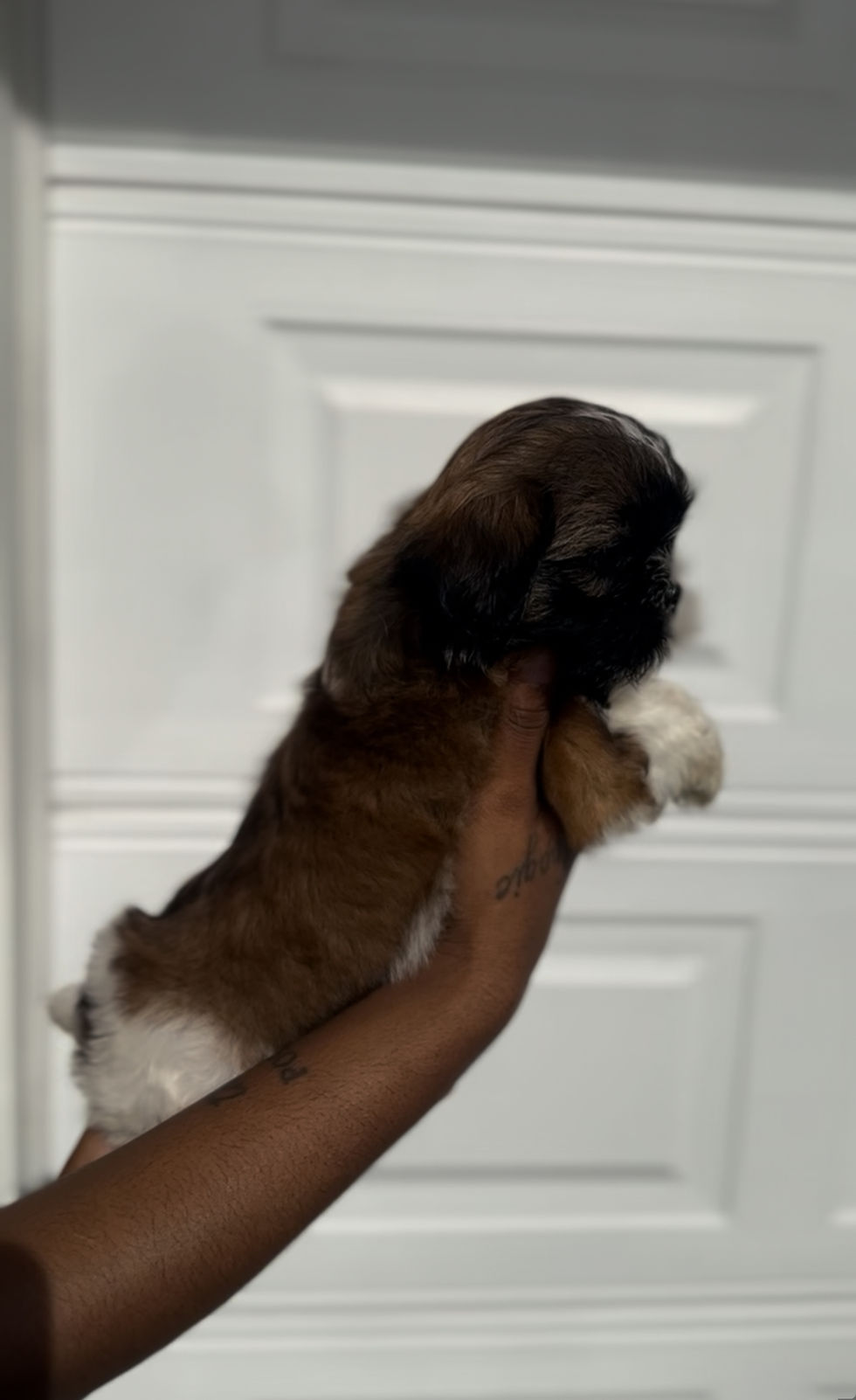 Pumba1 (2)