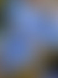 How This Slug Is The Most Beautiful Animal In The World! | Glaucus Atlanticus The “Blue Dragon”