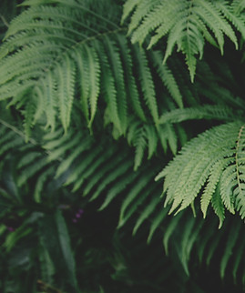 fougère plante