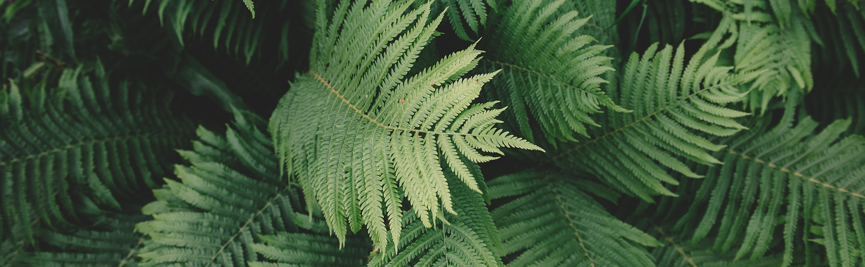 Fern Plant