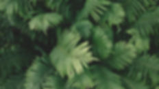 Calming Pattern of Leaves