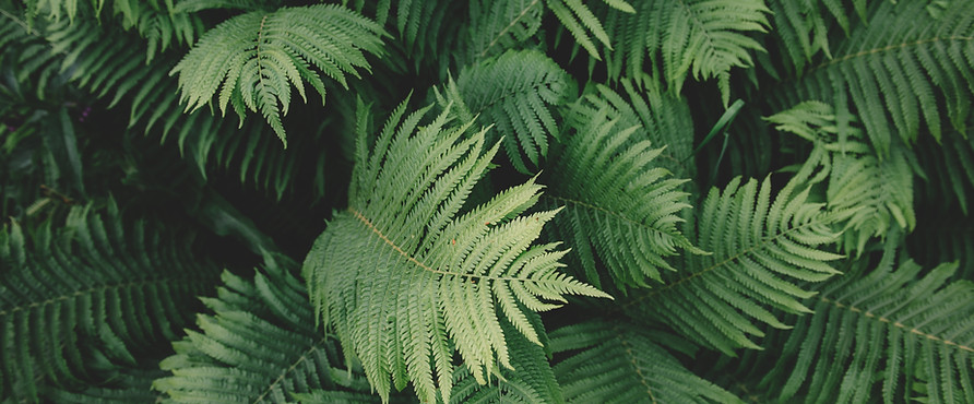 Fern roślin