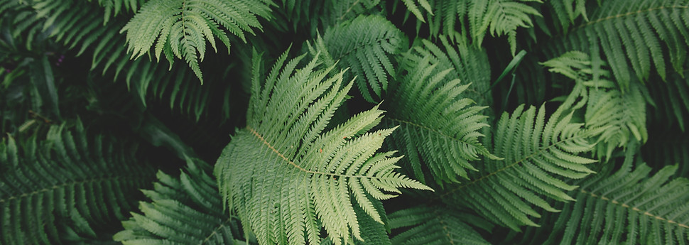 Fern Plant