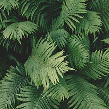 Fern Plant