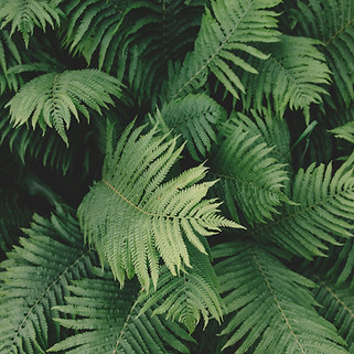 シダ植物