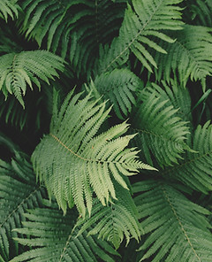 Fern Plant