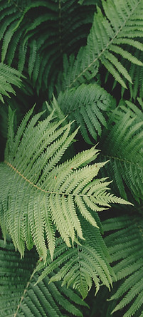 Plantes vertes qui représentent la santé