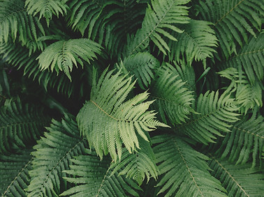 Fern Plant