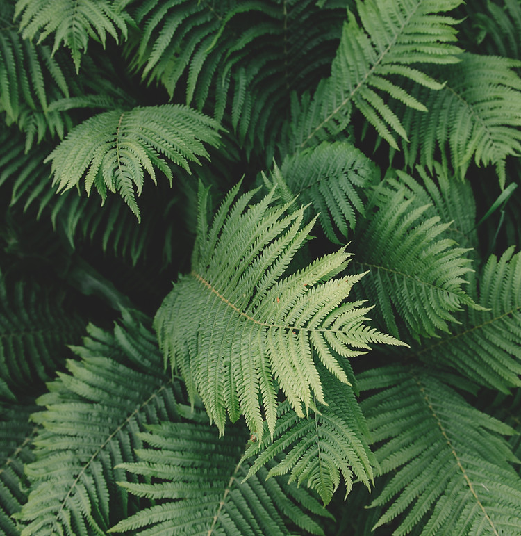 Fern Plant