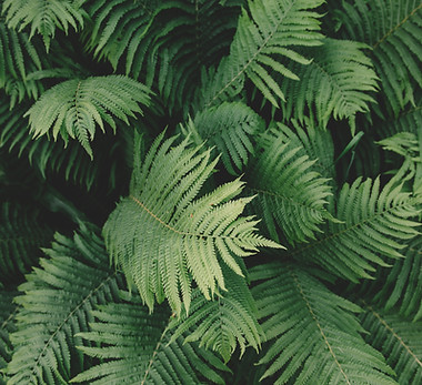 fougère plante