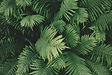 Lush Green Ferns