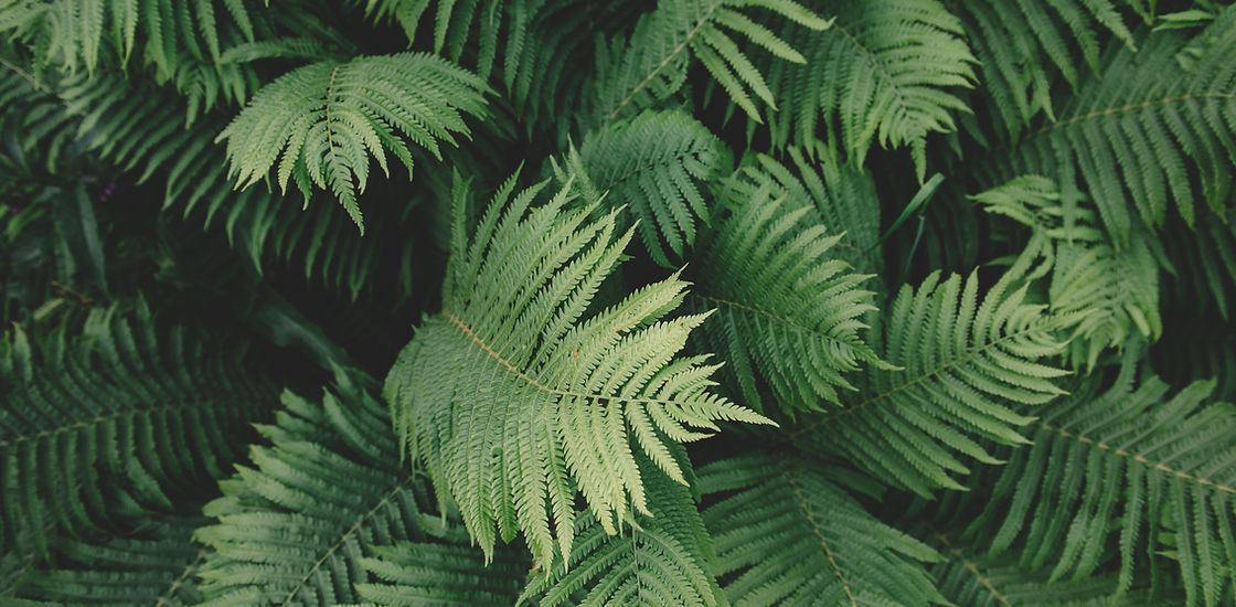 Fern Plant