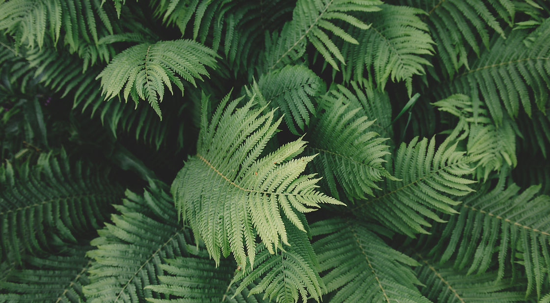 Fern Plant