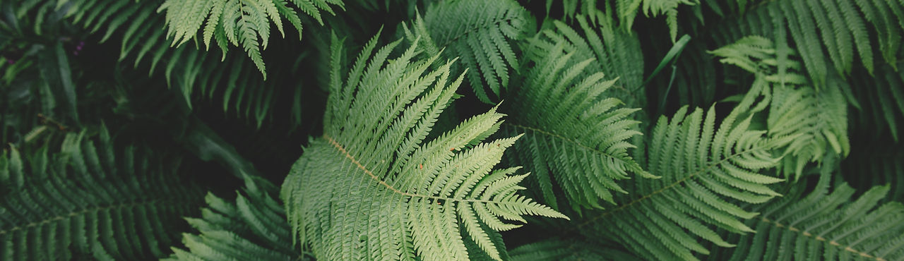 Fern Plant