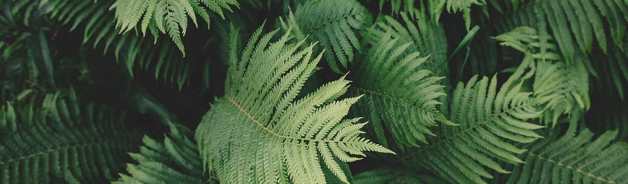 Fern Plant