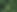 Fern Plant