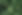 Fern Plant