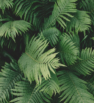 Fern Plant