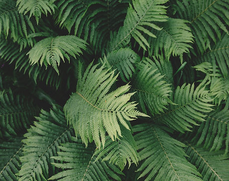 Fern Plant