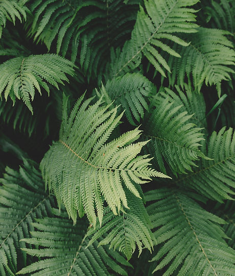Fern Plant