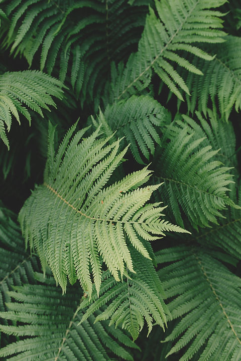 Fern Plant