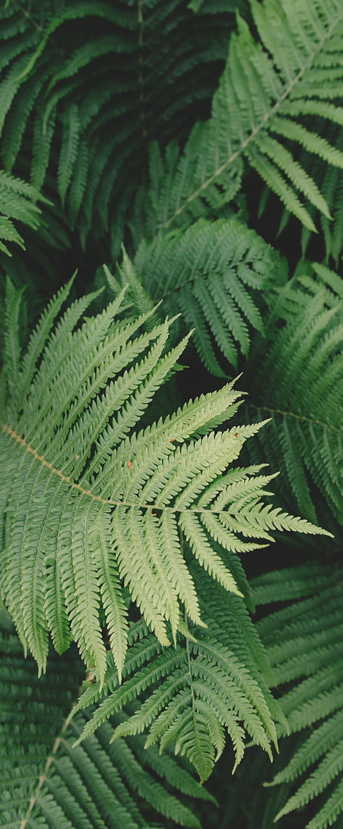 Fern Plant