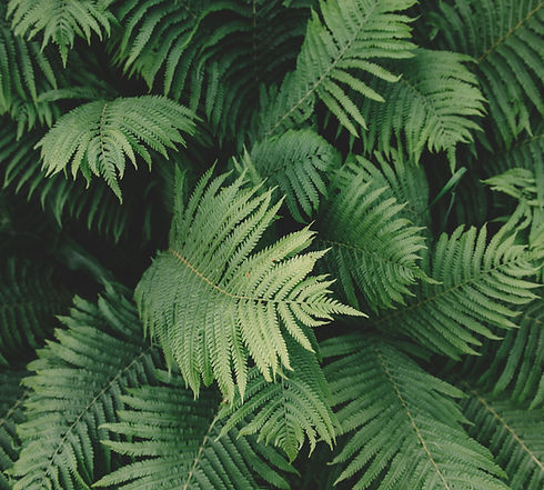 Fern Plant