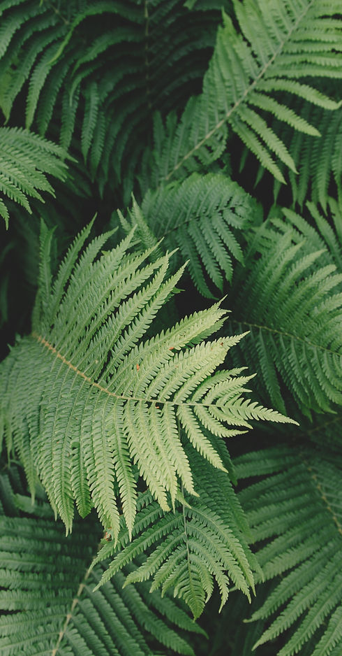 Fern Plant